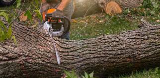 Best Leaf Removal  in Bonner West Riverside, MT