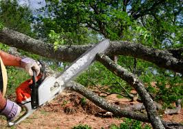 Best Tree Risk Assessment  in Bonner West Riverside, MT